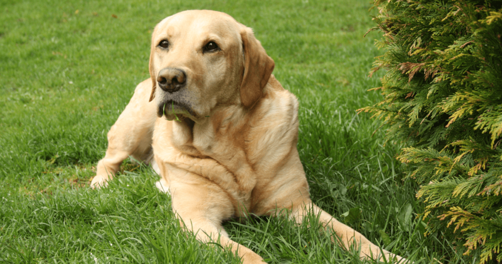 Labrador Retriever Dog Breed: History, Temperament, Care & Health Insights