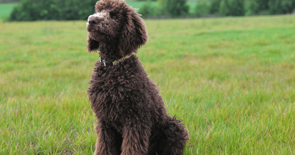 Poodle Dog Breed: History, Care, Training & Health Insights