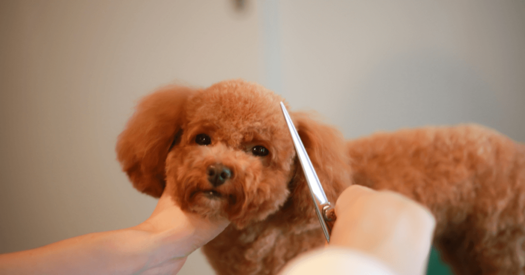 Poodle Dog 3