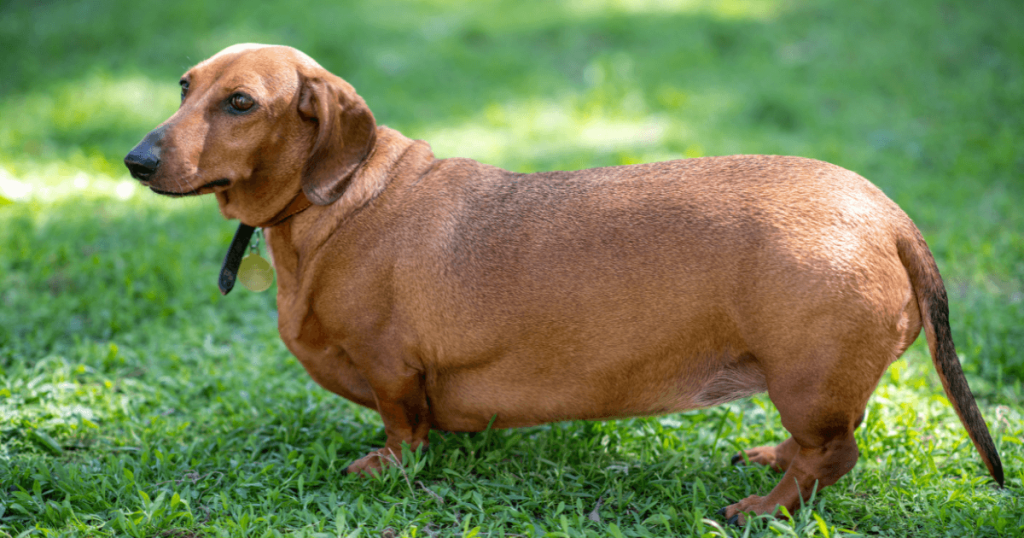 Dog Obesity: Causes, Prevention & Treatment for a Healthy Dog Weight