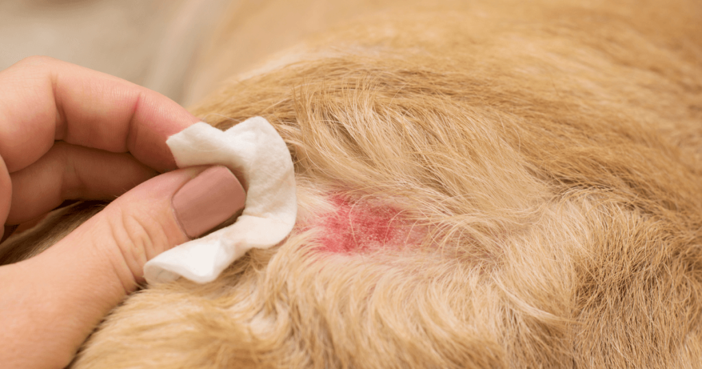 Common Skin & Coat Problems in Dogs: Treatments & Prevention