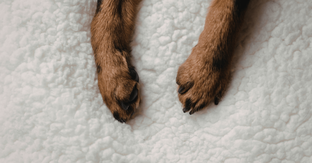 Canine Arthritis Treatment: Symptoms, Pain Relief & Daily Care