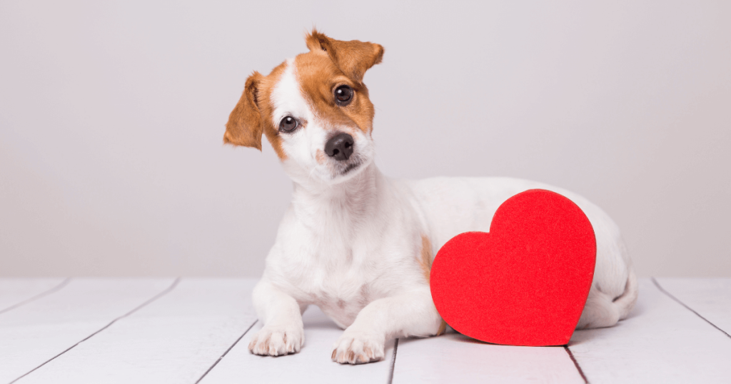 Dog Heart Health: Signs, Prevention & Care Tips