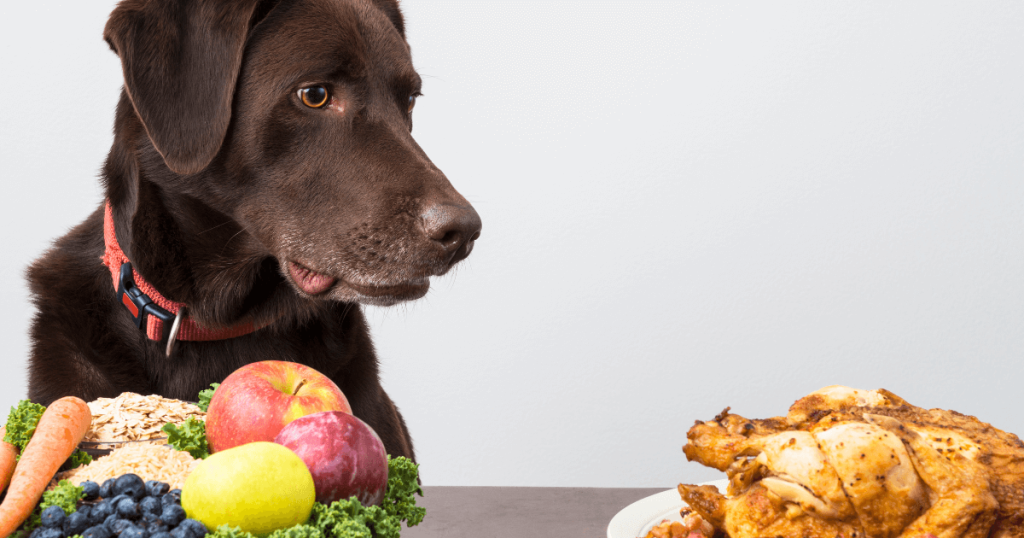 Dog Nutrition for Holistic Wellness: Diet Tips & Guidelines