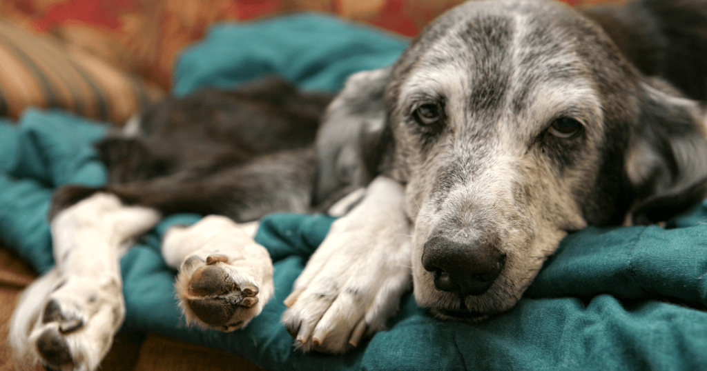 Dog Cancer: Early Detection, Symptoms & Treatment Options