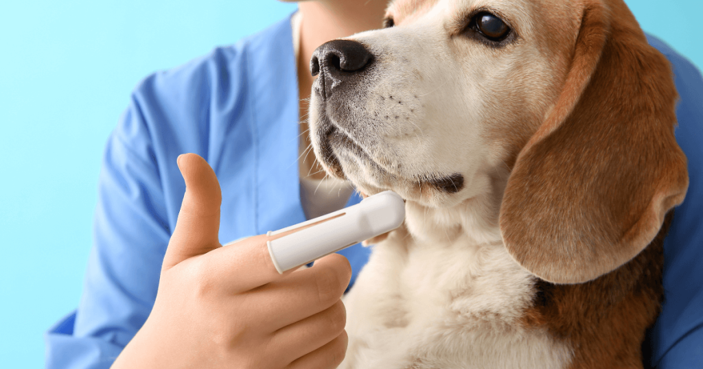 Understanding Dog Diabetes: Symptoms, Diet & Management