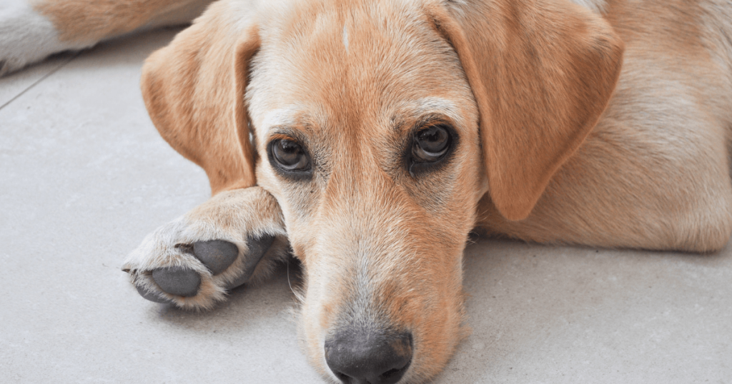 Dog Kidney Health: Symptoms, Causes & Care Tips