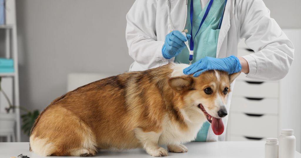 Dog Pancreatitis: Causes, Symptoms & Diet Management