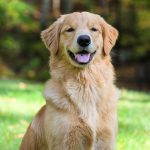Koda