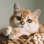 Miso